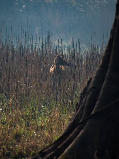 A deer partially hidden in the tall grass of Bardiya National Park, a candid wildlife moment.