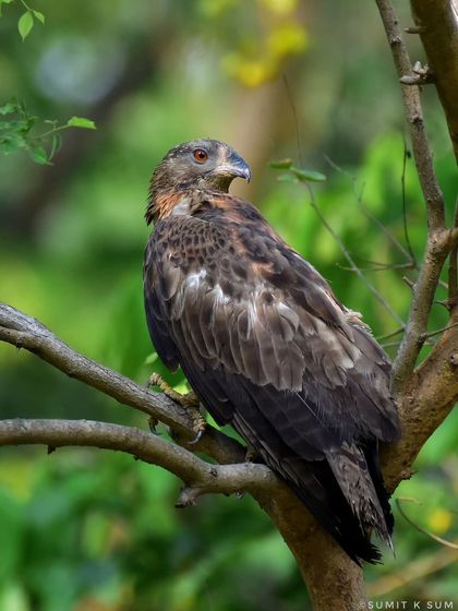 Patience is everything in birding. After a long wait, this Oriental Honey Buzzard finally landed on a beautiful perch, giving me a rewarding shot of its majestic profile.