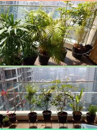 Urban Garden Design & Installation