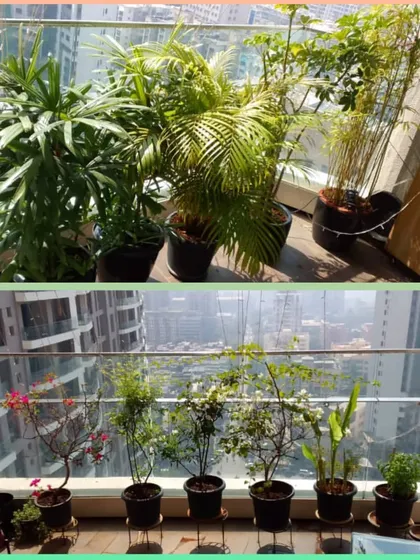 A look at a well-organized and healthy balcony garden in Oshiwara after our grooming service. We arranged the plants to maximize space and sunlight exposure.