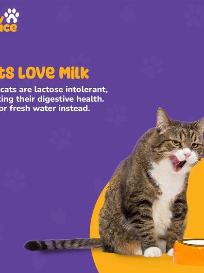 PawSpace - Fresh Pet Food Delivery Expert Pet Care & Nutrition Advice photo 9