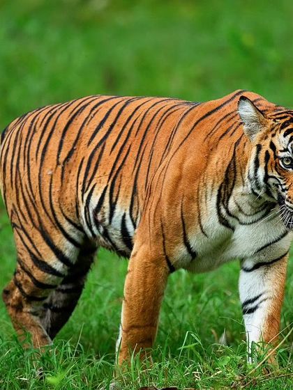 The sheer grace of a tiger on the move is captivating. This subadult tigress, photographed in the lush monsoon greenery of Kabini, displays the elegant walk and muscular build characteristic of these apex predators.