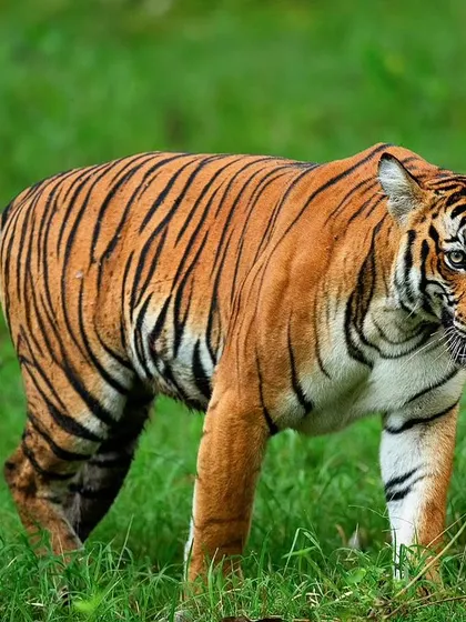 The sheer grace of a tiger on the move is captivating. This subadult tigress, photographed in the lush monsoon greenery of Kabini, displays the elegant walk and muscular build characteristic of these apex predators.