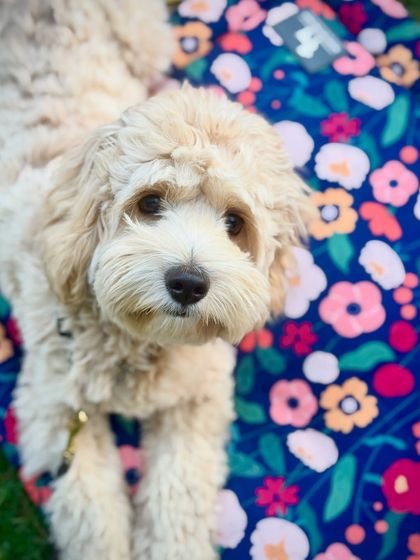 Goldie relaxing on his colorful mat. We ensure every dog has a comfortable and personal space.