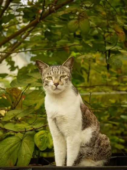 This street-savvy tabby, framed by lush green leaves, has an air of quiet confidence. Outdoor sessions can capture the natural grace of cats in their element.