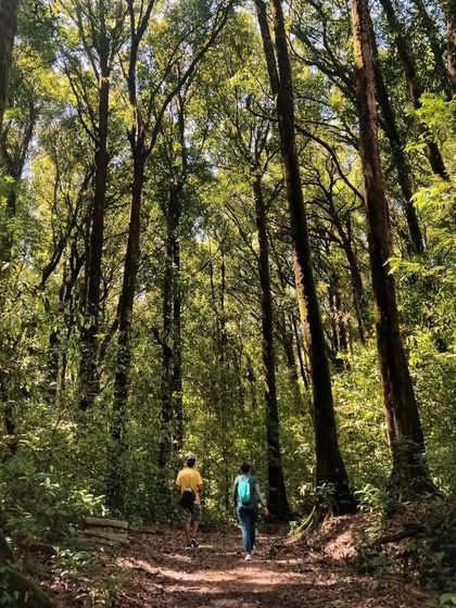 Two trekkers walking through the tall, dense trees of the Shola forest.