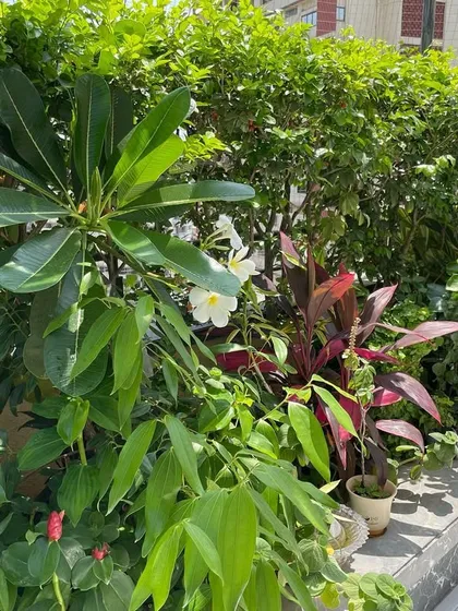 A view of the dense, layered planting on the colourful terrace. We use plants of different heights and textures, like Frangipani and Cordyline, to create a lush, tropical feel.