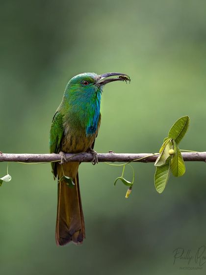 The magnificent Blue bearded Bee-eater, the largest of all bee-eater species, seen here with a freshly caught insect. Its iridescent blue and green plumage is stunning to photograph.