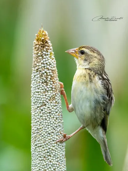 A female or juvenile Baya Weaver, showing the more subtle plumage compared to the breeding male. It's focused intently on its meal of millet.