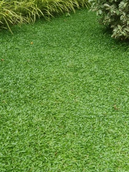 Rakshith Landscaping - Landscape Design & Installation Lush Lawns: Natural & Artificial photo 18