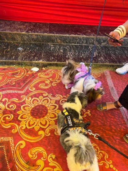 Two Shih Tzus, Teddy and a friend, meet on the event floor. Our supervised events ensure safe and friendly introductions between all our furry guests.