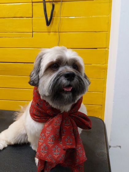 A happy, panting Jhumru showing off his fresh haircut. Regular grooming is essential for long-haired breeds like Lhasa Apsos to prevent matting and maintain skin health.