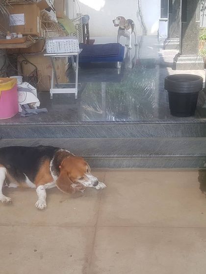 The Urban Dawg - Canine Nutrition & Wellness Consulting Natural Nutrition: Raw & Dehydrated Chews photo 6