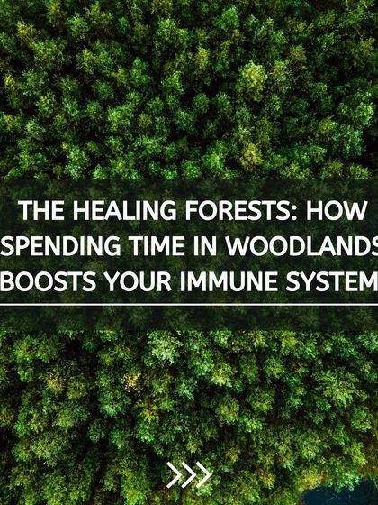 Did you know that spending time in forests can actually boost your immune system? We share the science behind "forest bathing" on our walks, explaining how nature has a profound impact on our physical and mental health.