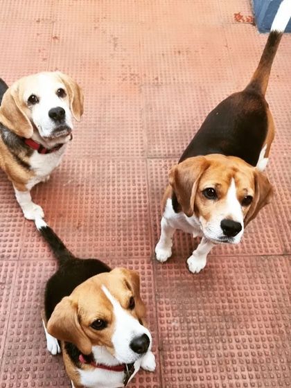 Triple trouble with this adorable Beagle trio. Pixel, Coco, and Champ are all ears and ready for their next adventure in our boarding home.