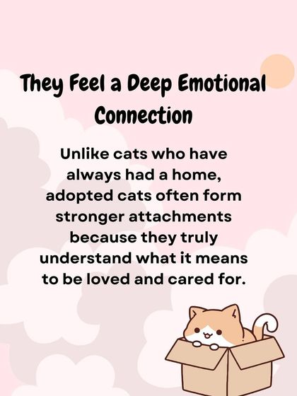 Oh My Dawg - Animal Welfare & Adoption Services Our Adoption Drives photo 45