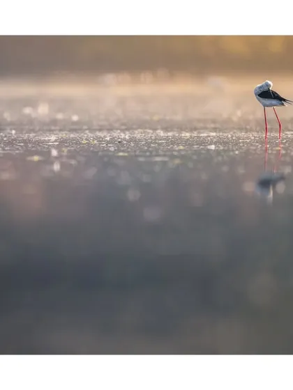 A Black-winged Stilt stands in quiet contemplation in the soft morning light, its reflection clear in the still water.