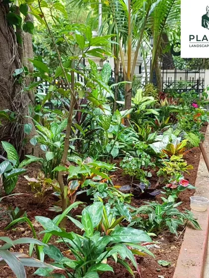 This is a section of a landscaping project I completed for a school, turning their grounds into a green oasis. The design includes a variety of plants with different textures and colors to create a visually interesting and healthy environment for students and staff.