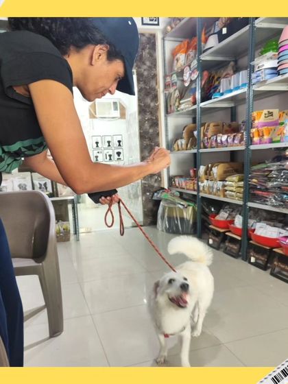 This happy white dog is excited to show off its fresh look. Our facility is stocked with pet supplies, making it a one-stop shop for all your pet's needs.