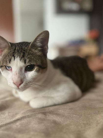 Another look at Francisco, our blind but beautiful tabby and white boy. He is a gentle soul looking for a family who can see the love in his heart.