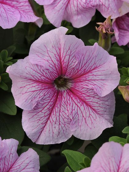 This light pink petunia is highlighted by darker pink veins spreading from the center, creating a beautiful star-like pattern. It's a delicate and charming addition to any floral display.