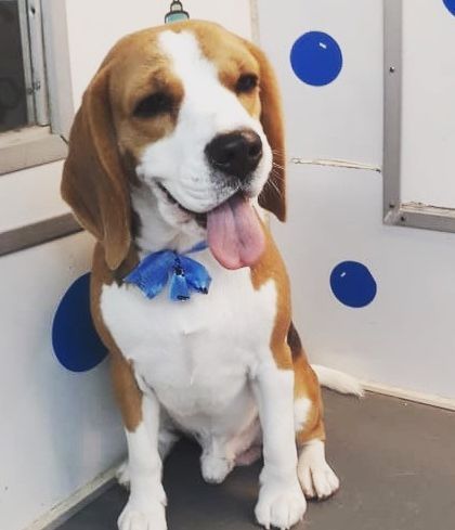 This Beagle is the picture of a merry and happy dog, looking relaxed after its grooming.