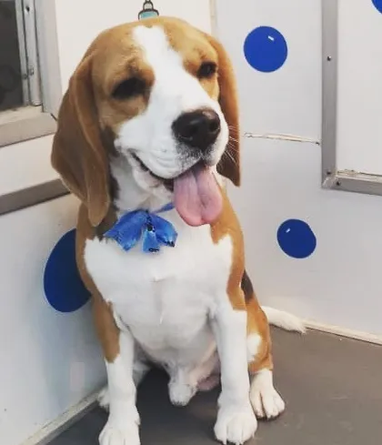 A handsome Beagle looking calm and content after his grooming. My one-on-one approach helps even anxious dogs feel at ease.