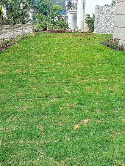 A wide shot of the newly installed lawn at the Thane villa. The grass is dense and green, providing a perfect open space for the family.