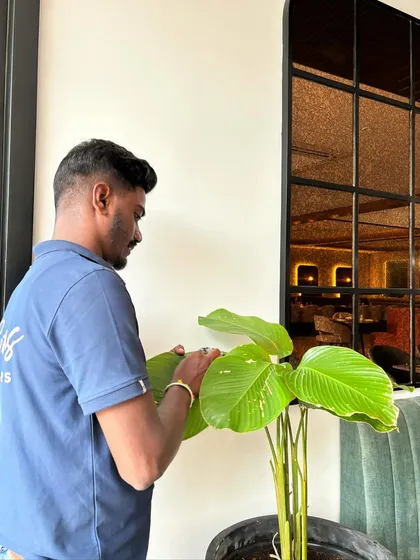 Our team member gently cleaning the leaves of a plant in a restaurant. This small act of care is part of our regular maintenance routine, ensuring the plants not only survive but thrive and look their best.