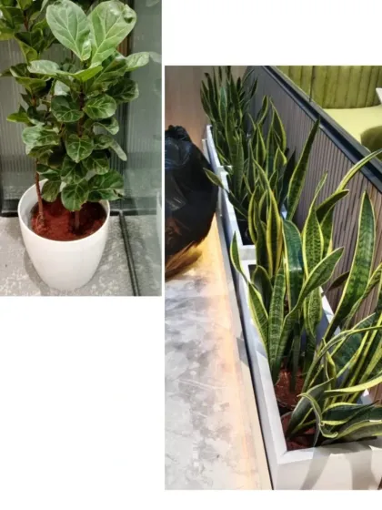 On the left, a Fiddle Leaf Fig adds a touch of trendy greenery. On the right, a long planter filled with Snake Plants acts as a natural, air-purifying barrier in an open-plan office.