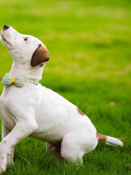 A dapper little indie pup in a bow tie, looking up attentively. Dressing up rescue pets for their photos can be a fun way to show their charming personalities.