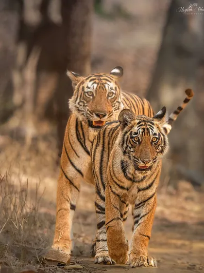 Queen Arrowhead and her cub walk together. Capturing the eye connection of both mother and cub creates a powerful, emotive image. I focus on these moments of interaction to tell a deeper story.