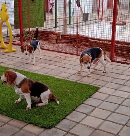 Wiggle Waggle - Dog Boarding & Daycare Chilling & Making Friends photo 5