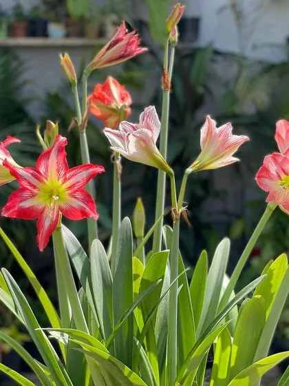 This is the reward for a year of patience. My Amaryllis lilies are in full bloom, adding beautiful shades of red and pink to my terrace garden. I can help you understand the right care, from bulb planting depth to sunlight needs, to get these stunning results yourself.
