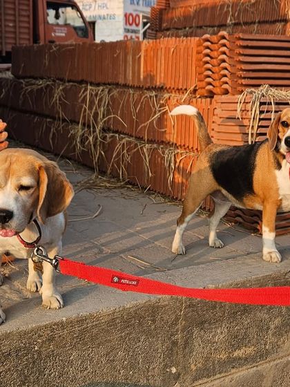 Furry Story - Premium Home Boarding Happy Guests Gallery photo 14