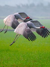 Wildlife & Nature Photography