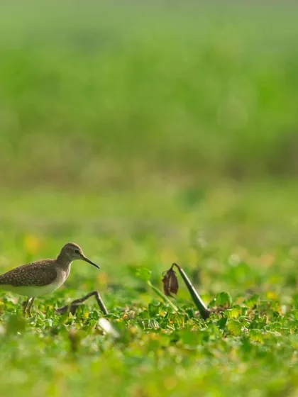 A Wood Sandpiper forages in a field of green vegetation.