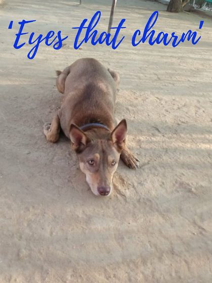 Petspace - Dog Daycare A Day at Petspace: Play & Socialization photo 12