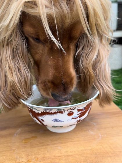 Posto enjoying a bowl of healthy bone broth. We make sure to keep him hydrated and nourished, especially in the summer.