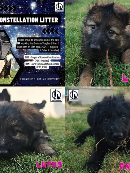 An announcement poster for our "Constellation" litter, showing the sire and dam with their working titles. We are transparent about the lineage and capabilities of our breeding pairs.