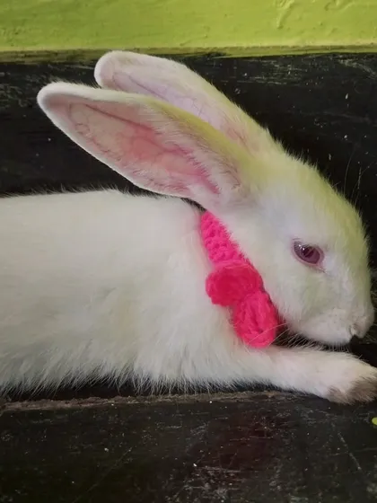 Even my pet gets the crochet treatment. Here's my bunny wearing a cute pink bow tie I made.