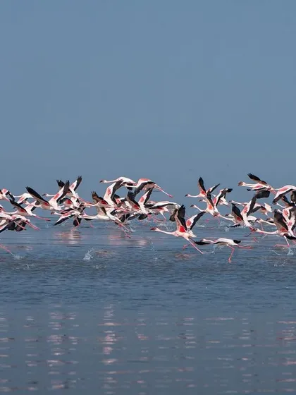 The reflection of the flying flamingos on the calm water creates a beautiful, symmetrical image.