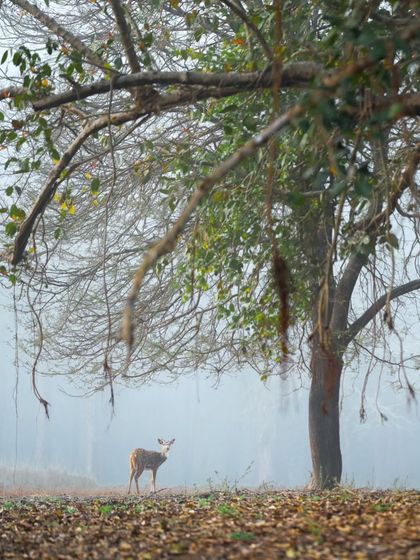 Giants & Other Jewels photo 11