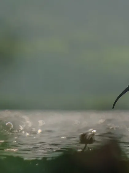 A Glossy Ibis silhouetted against the shimmering water at dusk. I use light and shadow to create a moody, painterly effect, turning a simple moment into a piece of evocative art.