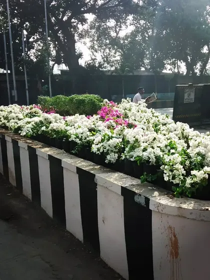 We take on large-scale public projects, like designing and planting these road islands for the city. This installation uses flowering bougainvillea and jasmine to bring beauty and nature to urban infrastructure.