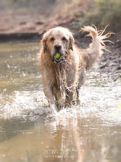 Sniff Stories - Pet Videography Paws, Splashes, and Muddy Noses photo 44