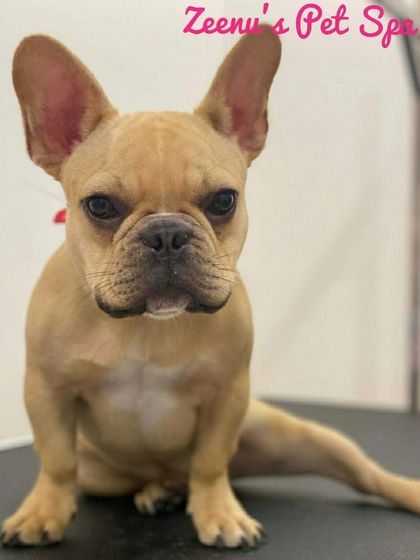 Zeenu's Pet Spa - Dog Grooming & Spa The Puppy Package photo 5