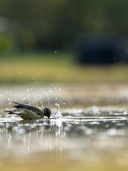 A wider shot of the wagtail bathing, showing the reflections in the water.