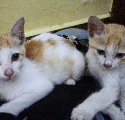 Two ginger and white kittens who urgently need a foster or adopter as their rescuer is leaving town. They are pictured here resting together.