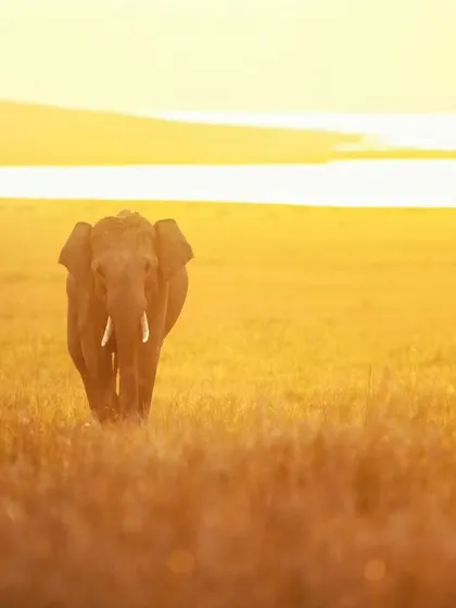 A tusker elephant emerges from the golden grasslands of Corbett at sunrise. This is the kind of magical light we chase on our safaris.
